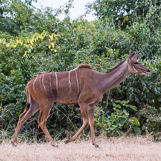 South Luangwa - Greater kudu
